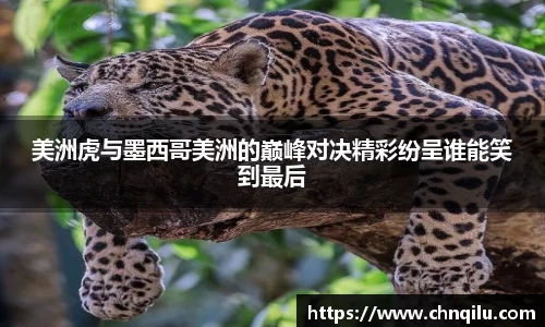 美洲虎与墨西哥美洲的巅峰对决精彩纷呈谁能笑到最后